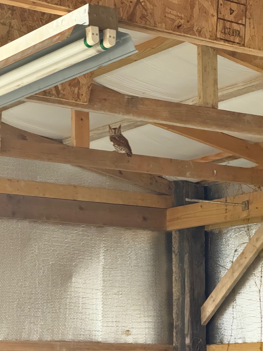 Eastern Screech-Owl - ML646319140