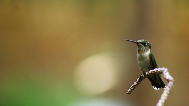 Ruby-throated Hummingbird - ML646319143