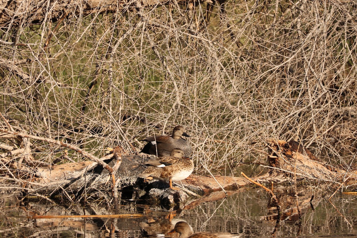 オカヨシガモ - ML646319145