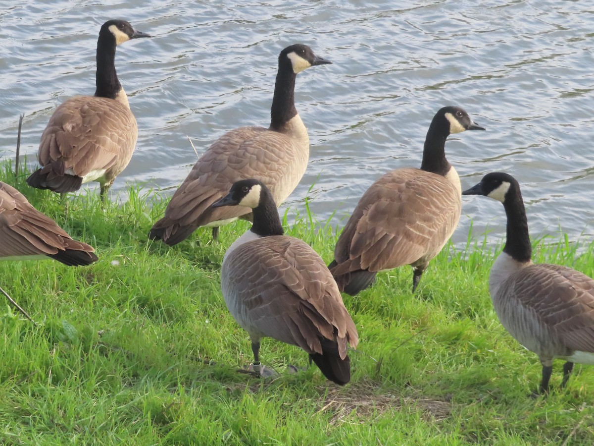 Oca canadese maggiore - ML646319146