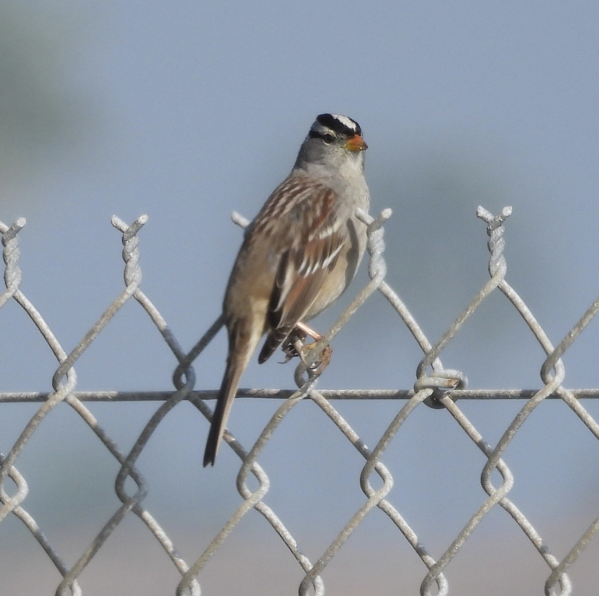 strnadec bělopásý - ML646319148