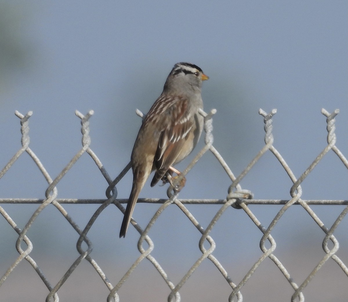 strnadec bělopásý - ML646319149