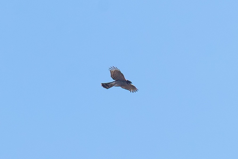 Eurasian Sparrowhawk - ML646319151