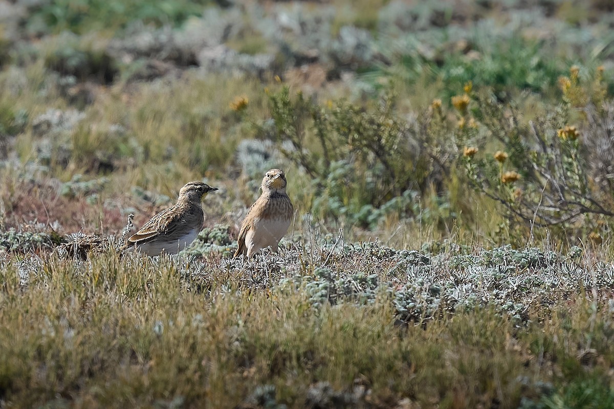Horned Lark - ML646319152