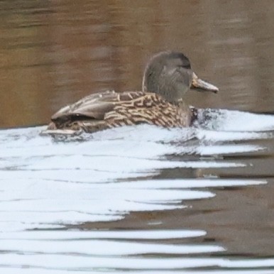 オカヨシガモ - ML646319153