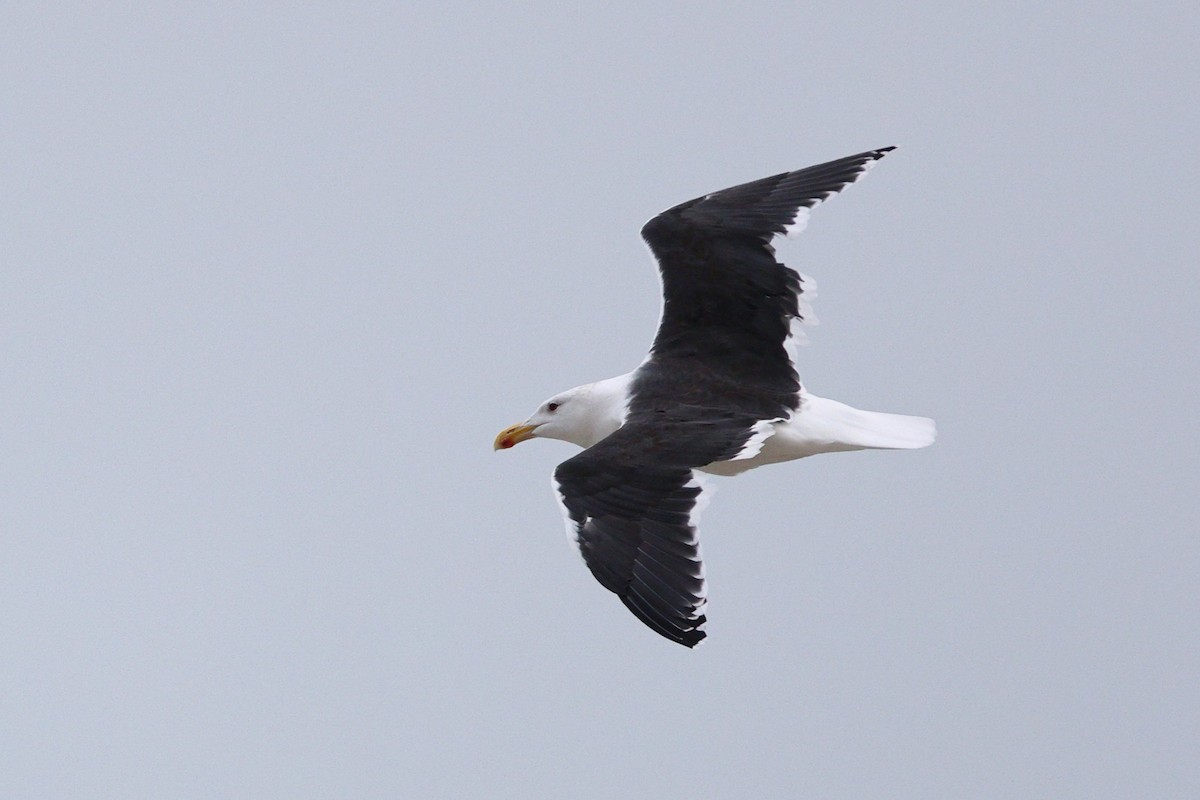Great Black-backed Gull - ML646319155