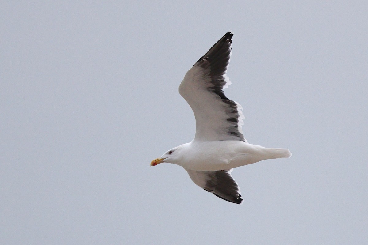 Great Black-backed Gull - ML646319156