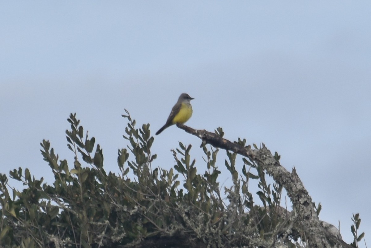 Western Kingbird - ML646319158