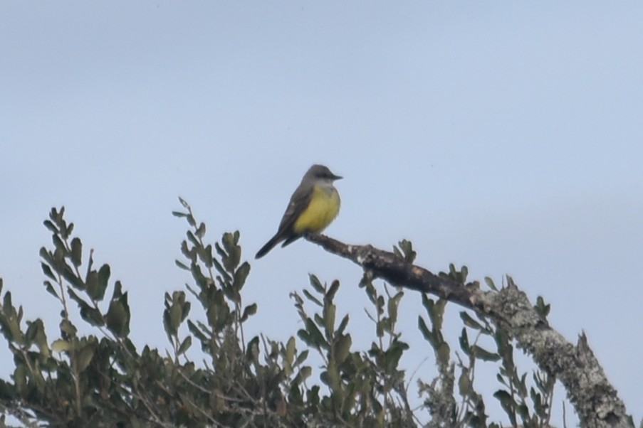 Western Kingbird - ML646319159