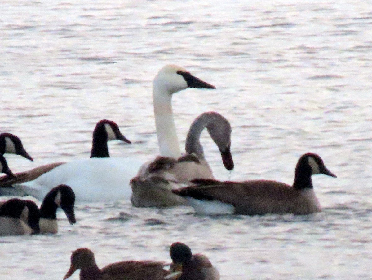 Beltxarga tronpetaria - ML646319164