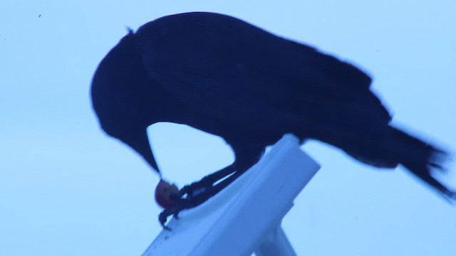 Fish Crow - ML646319168