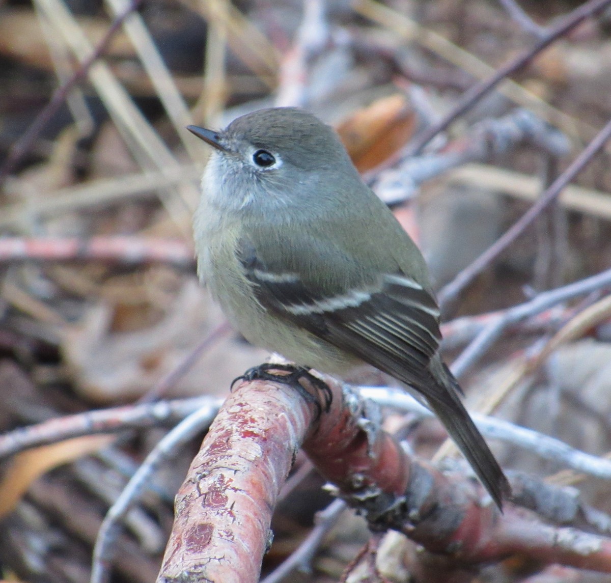 Hammond's Flycatcher - ML646319169