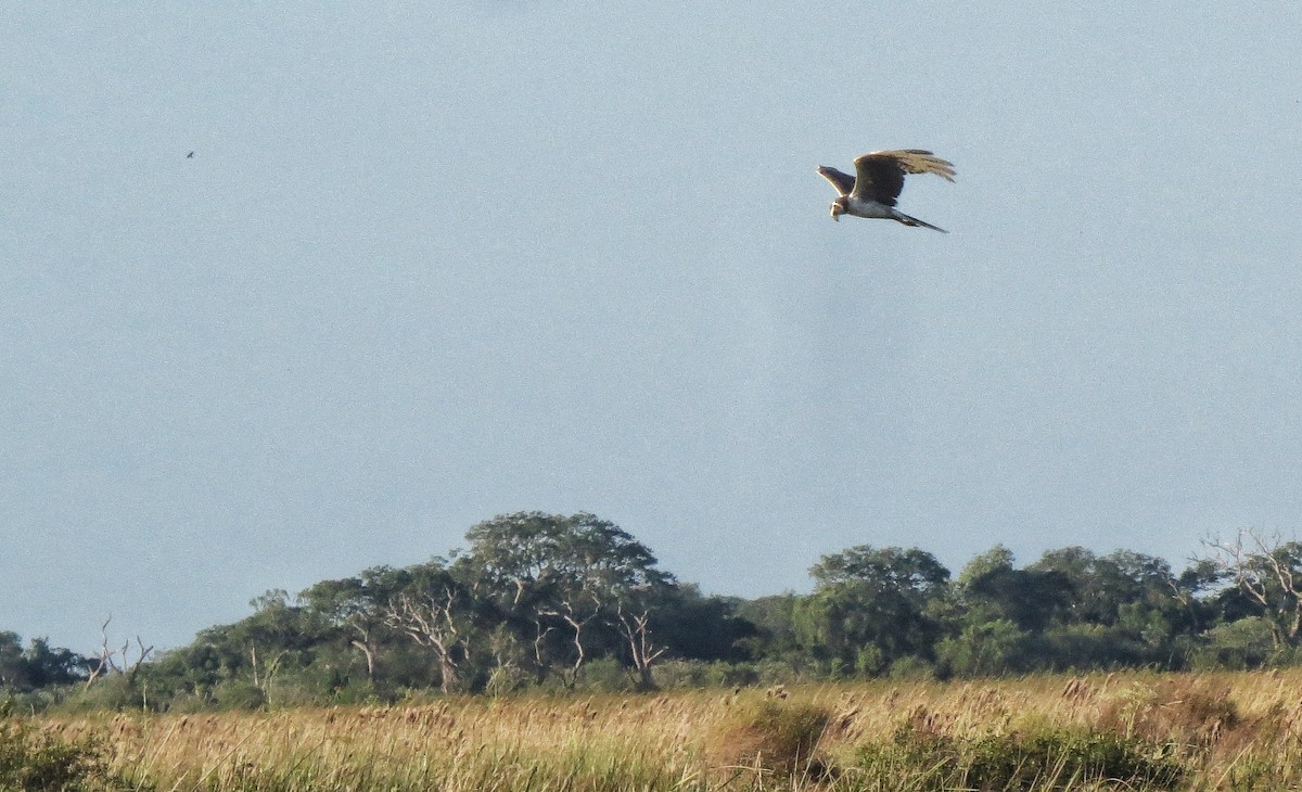 Long-winged Harrier - ML646319170