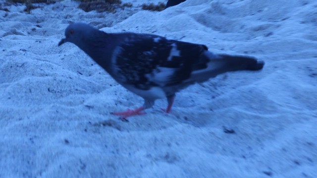 Haitz-usoa (etxekoa) - ML646319171