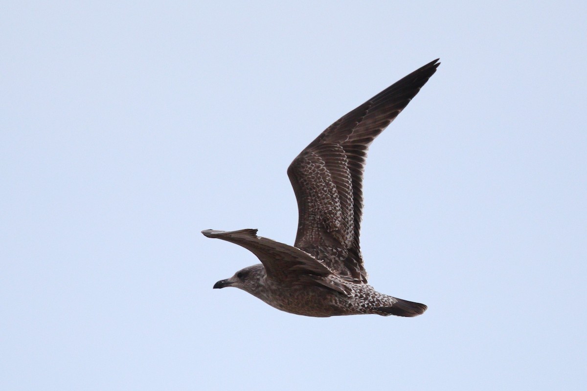 Kaio hauskara amerikarra - ML646319172