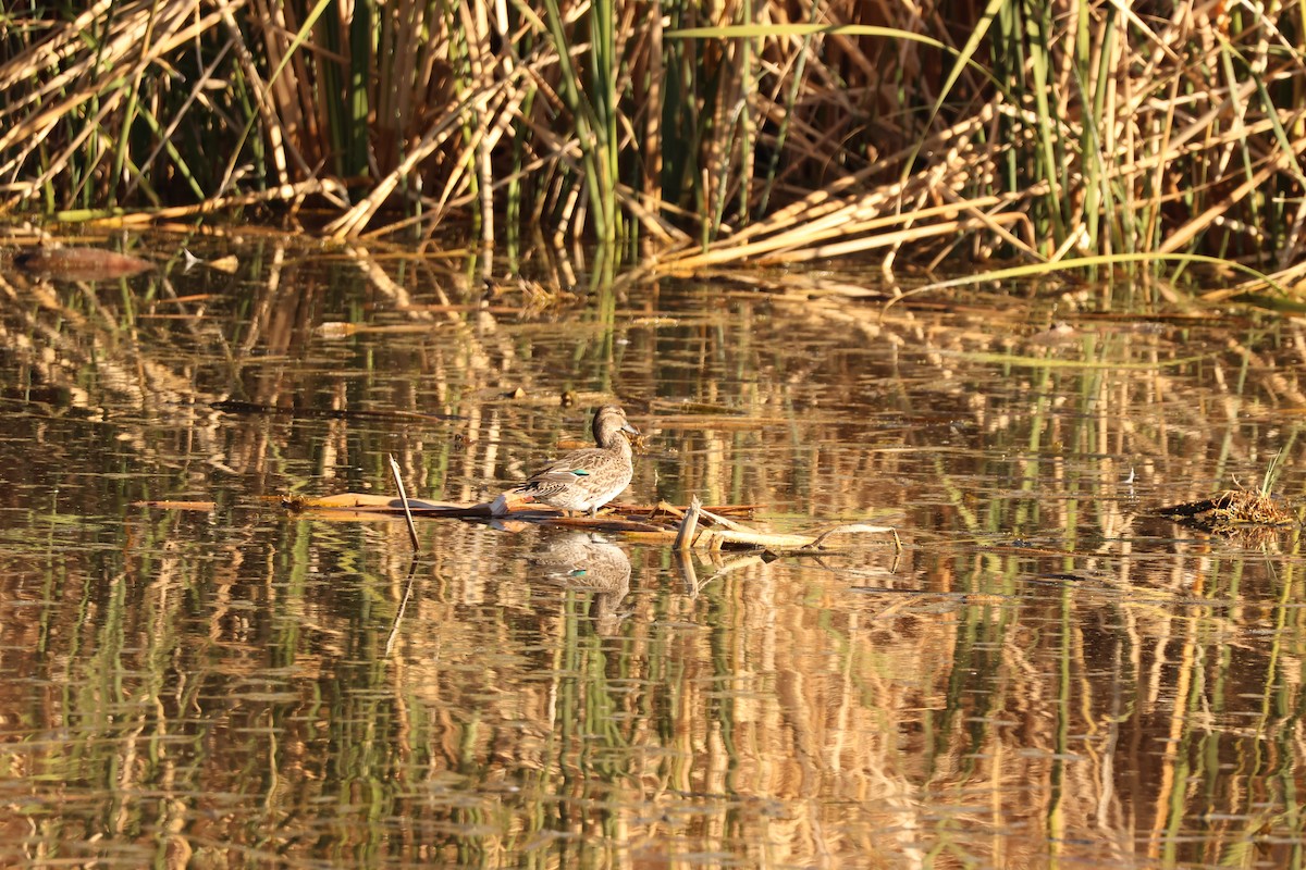 Zertzeta arrunta - ML646319174