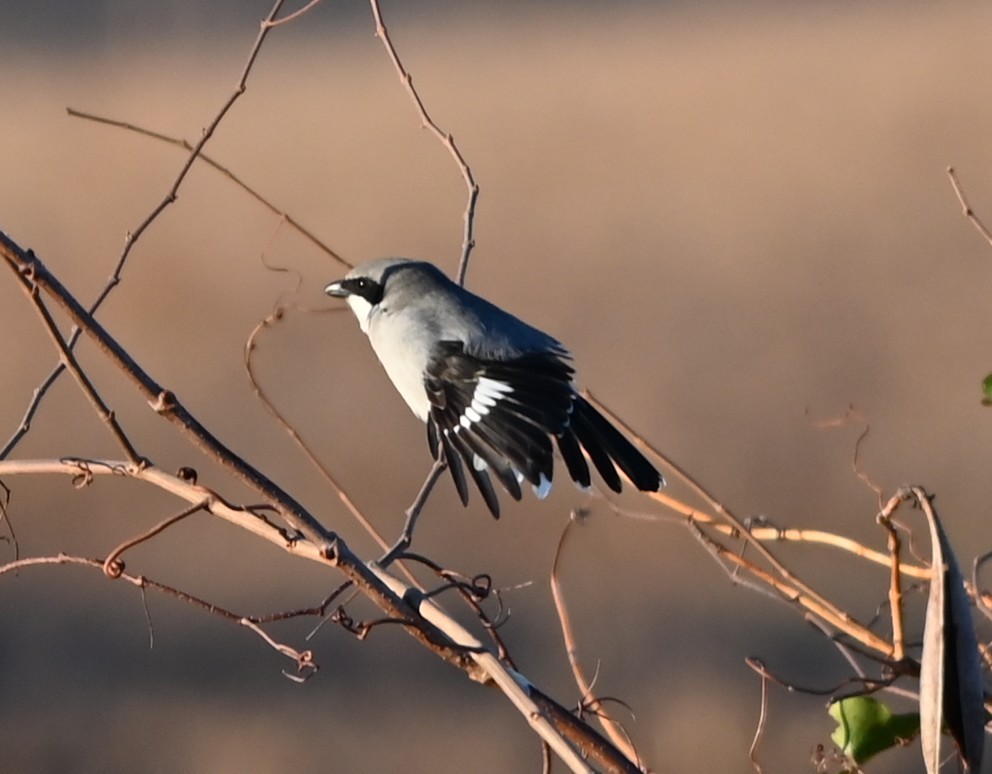 Loggerhead Shrike - ML646319175