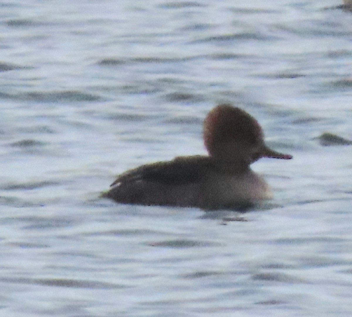 Zerra buruhandia - ML646319176