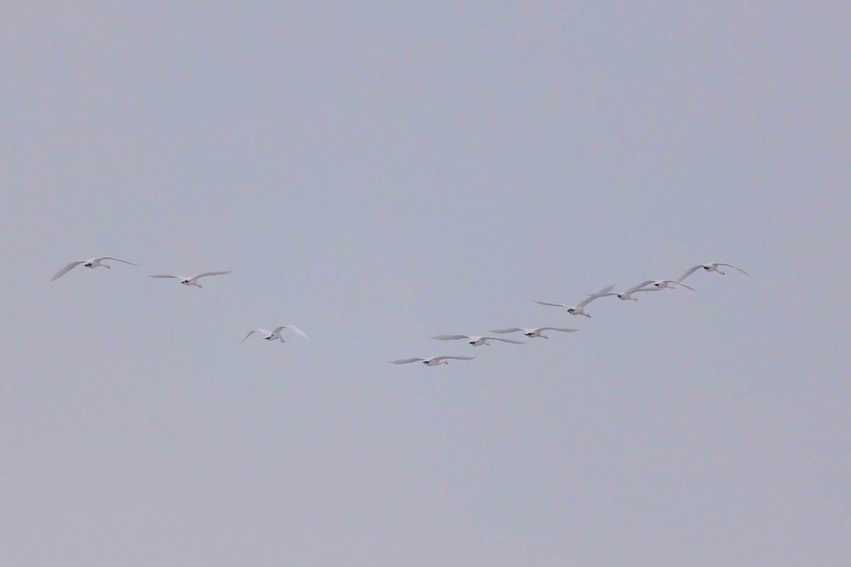 Beltxarga tronpetaria - ML646319177