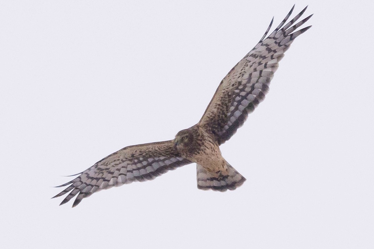 Mirotz zuri iparramerikarra - ML646319180