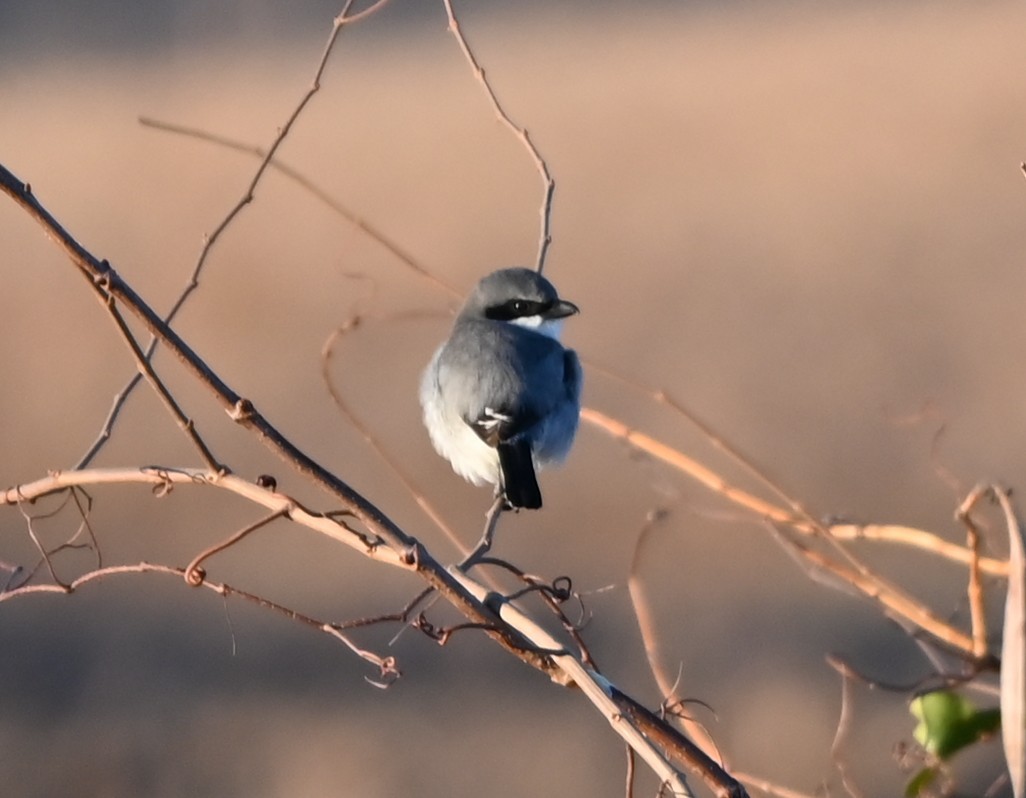 Loggerhead Shrike - ML646319182