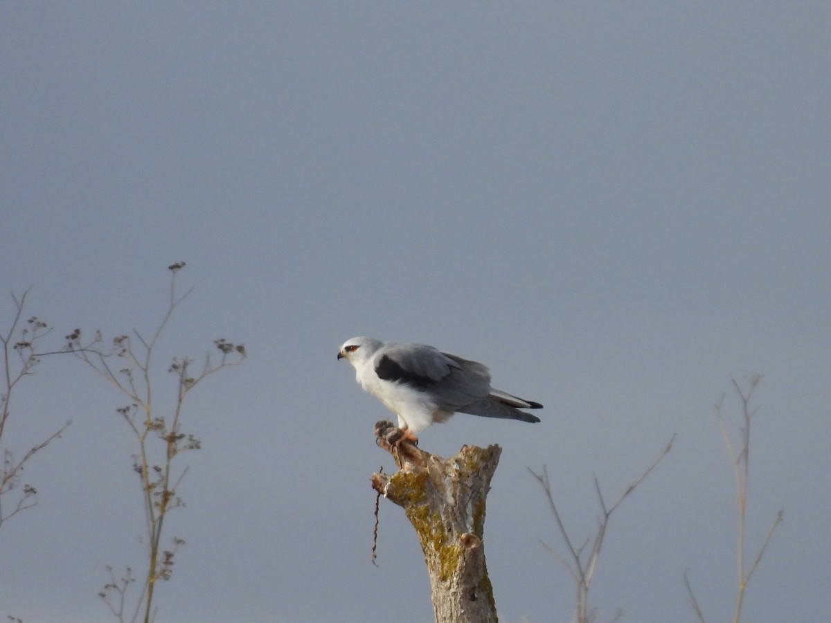 Black-winged Kite - ML646319183