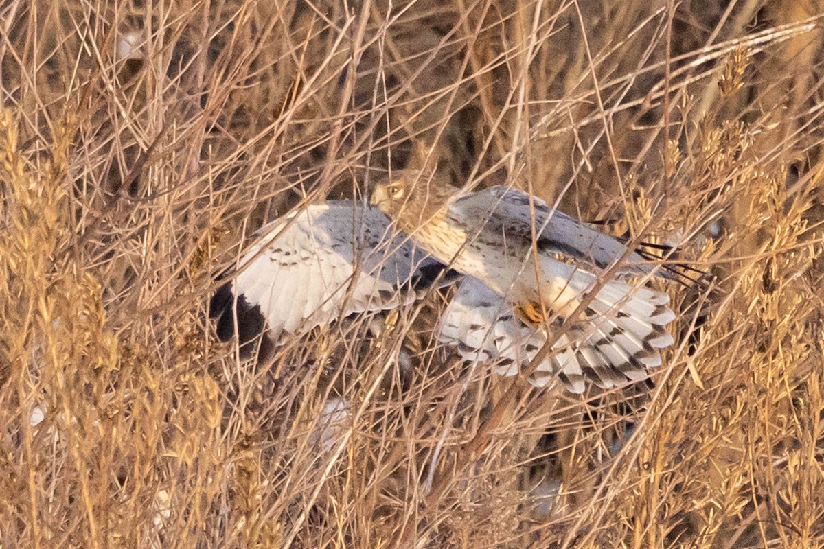 Mirotz zuri iparramerikarra - ML646319184