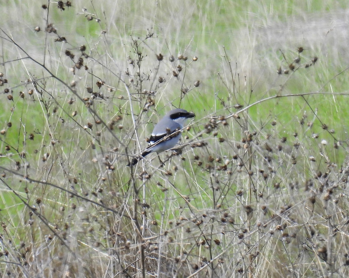 Loggerhead Shrike - ML646319185