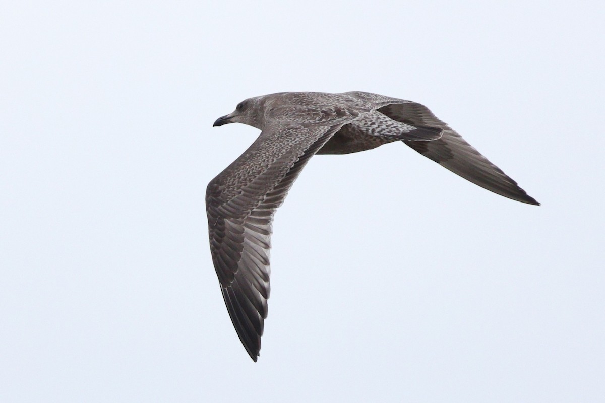 Kaio hauskara amerikarra - ML646319187