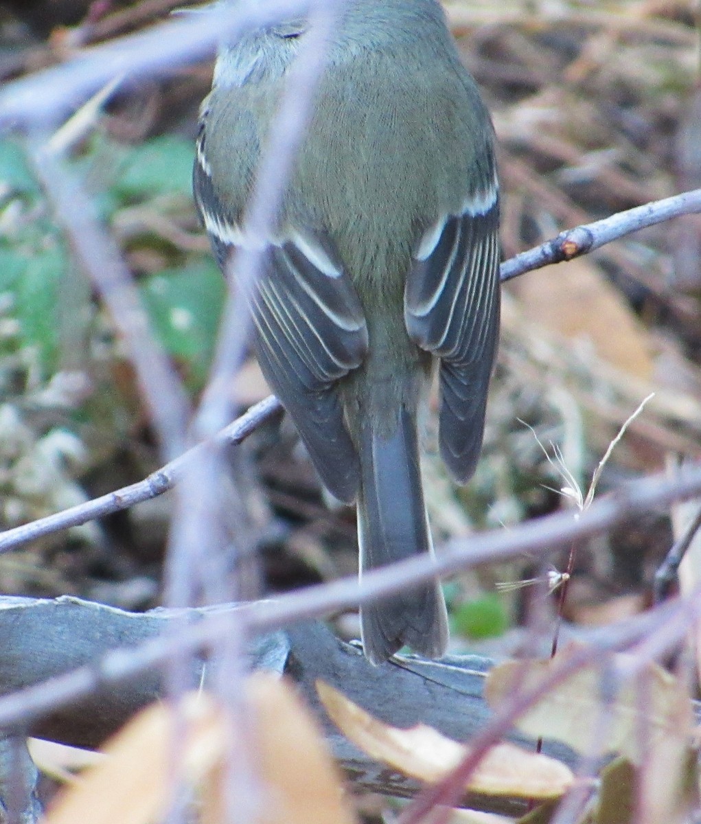 Hammond's Flycatcher - ML646319188