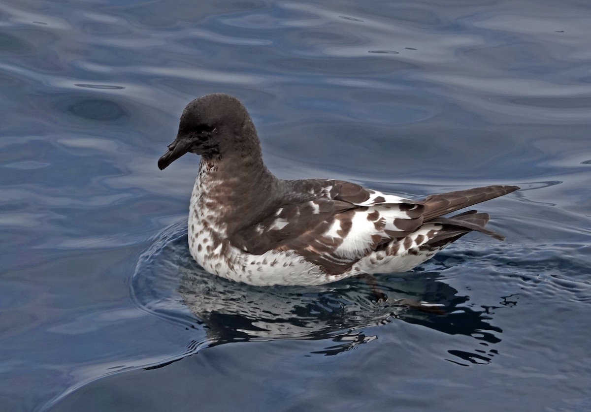 Petrel pintoa - ML646319189