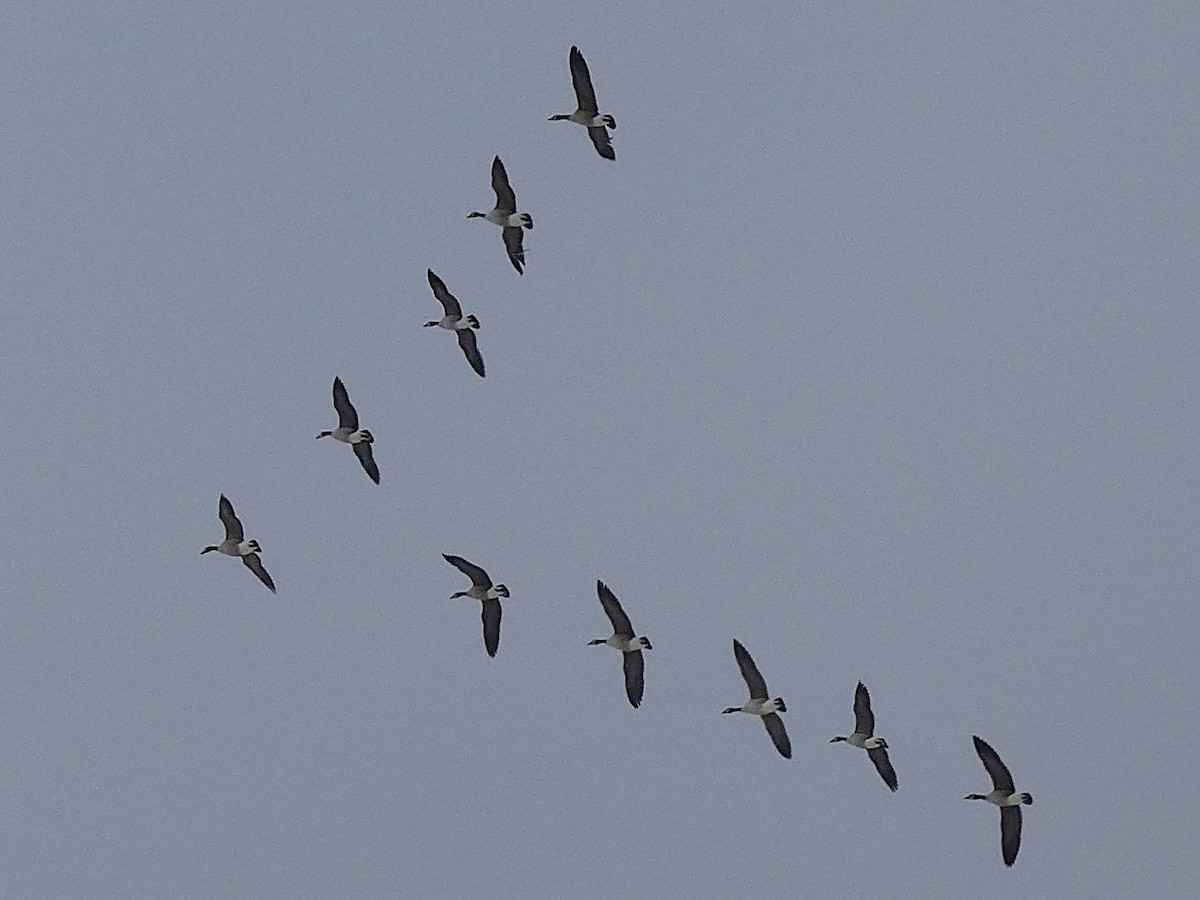 Branta kanadar handia - ML646319193