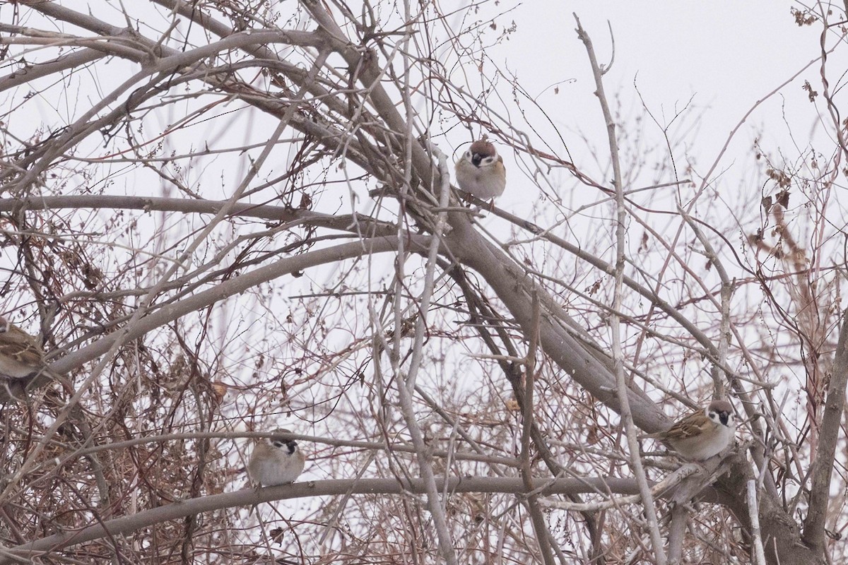 Landa-txolarrea - ML646319195