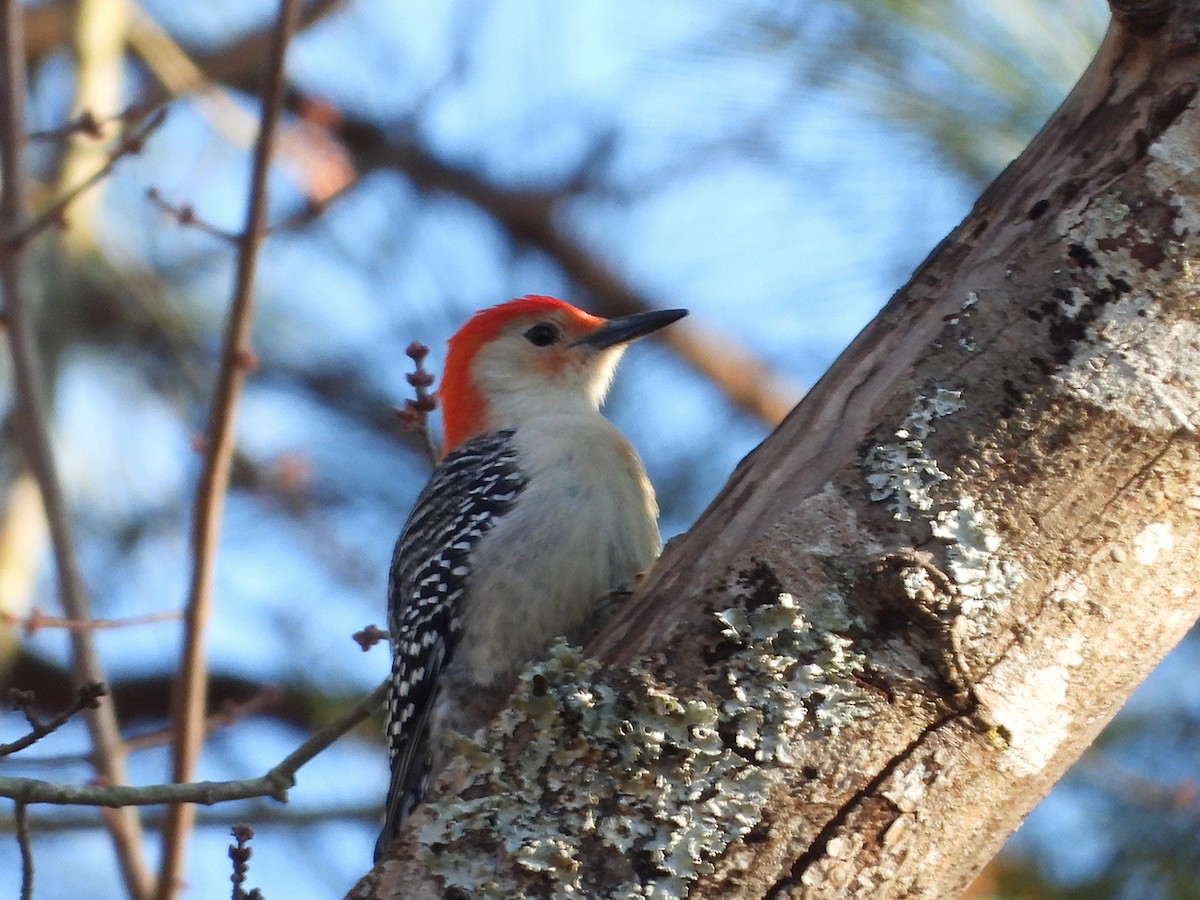 Red-bellied Woodpecker - ML646319197