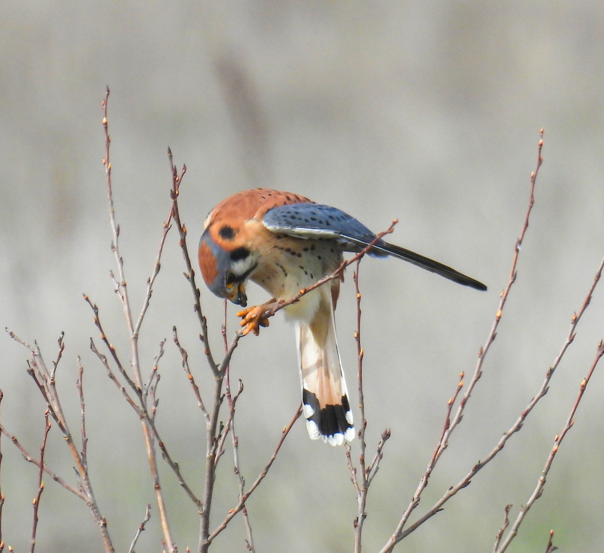 Belatz amerikarra - ML646319198