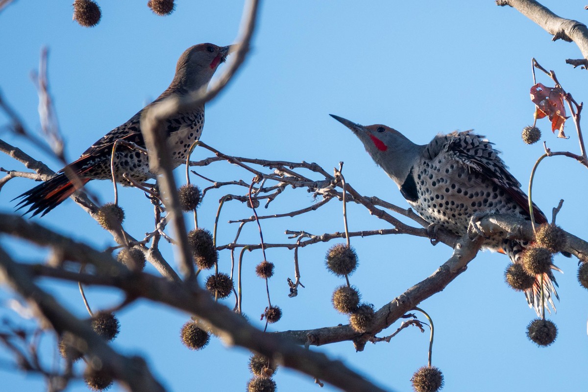 Northern Flicker - ML646319199