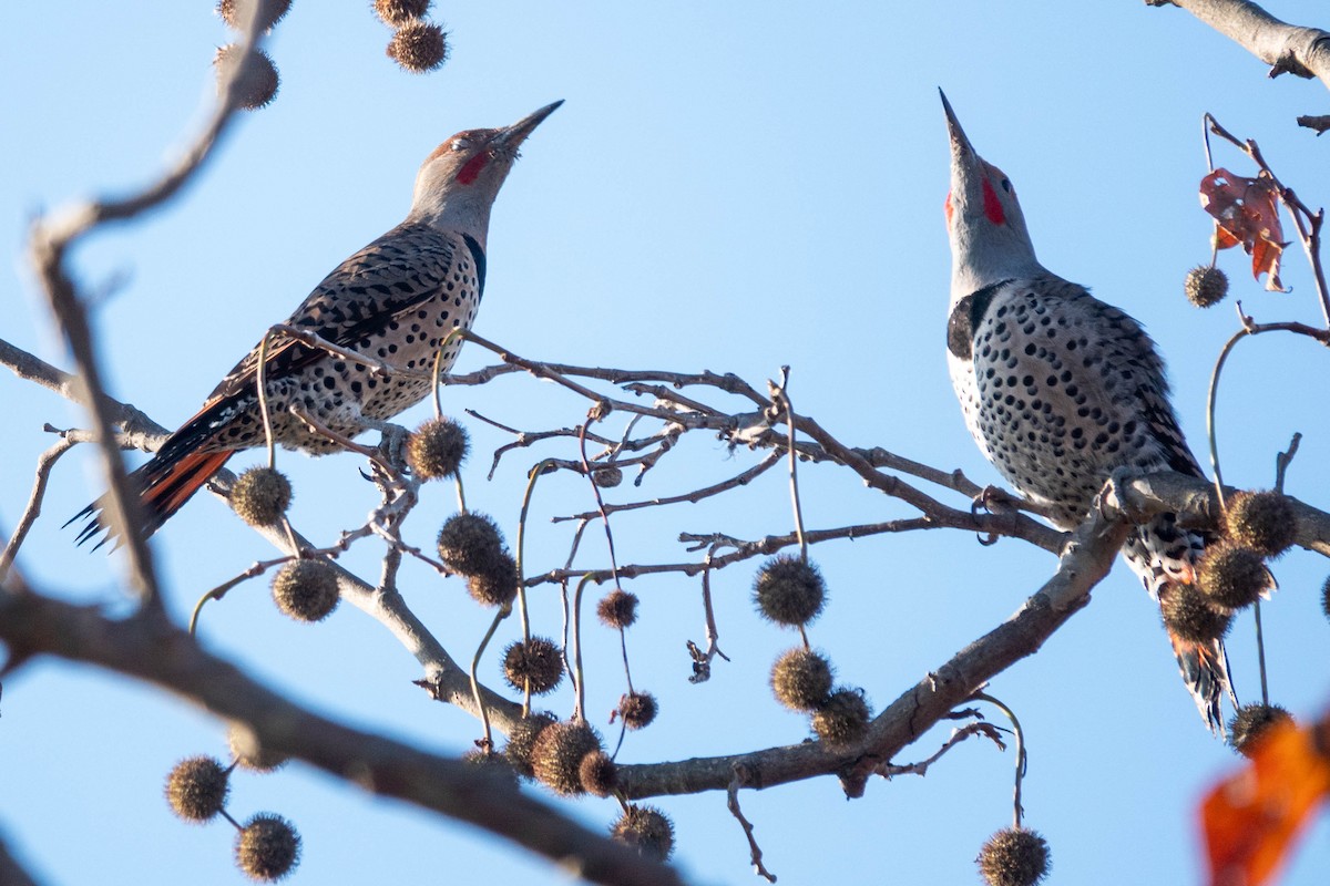 Northern Flicker - ML646319200