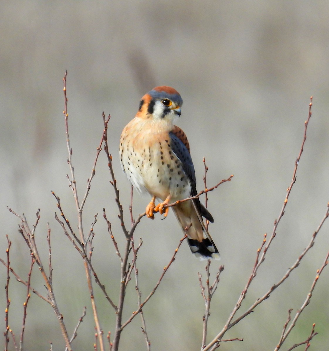 Belatz amerikarra - ML646319201