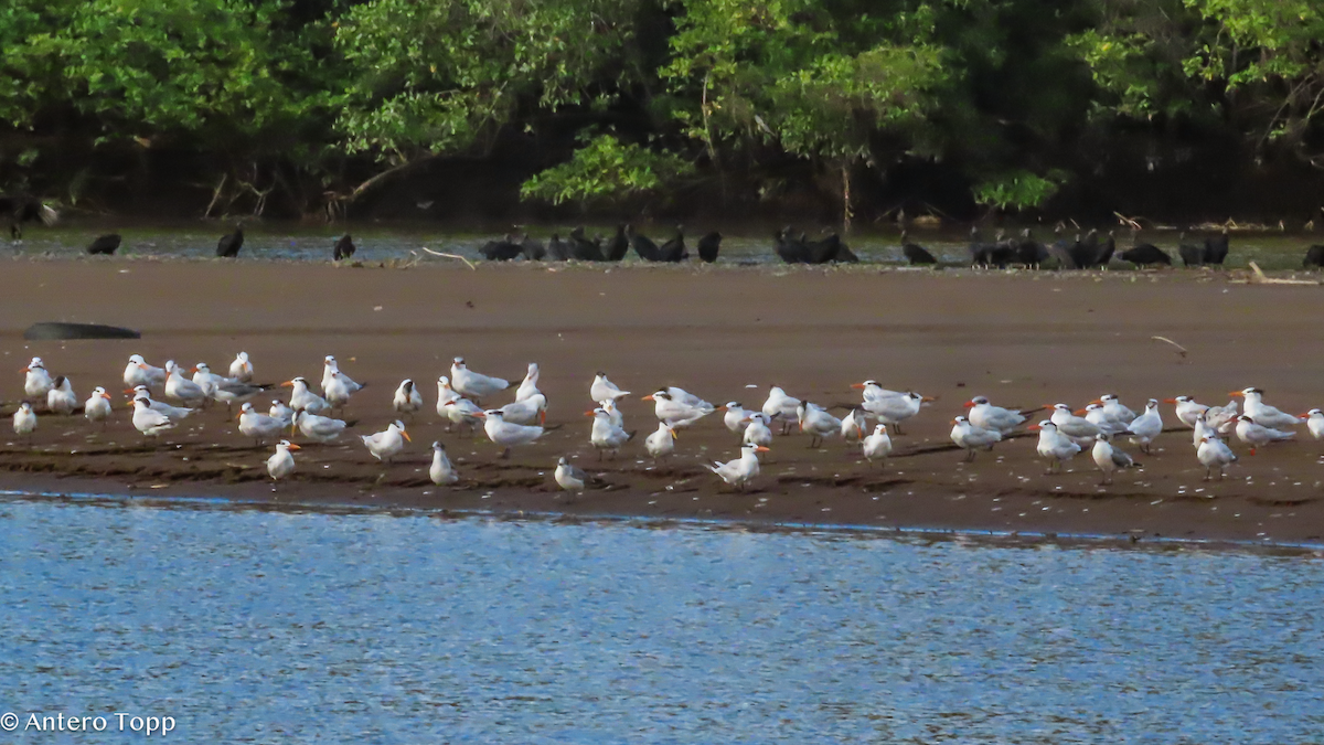 Royal Tern - ML646319202