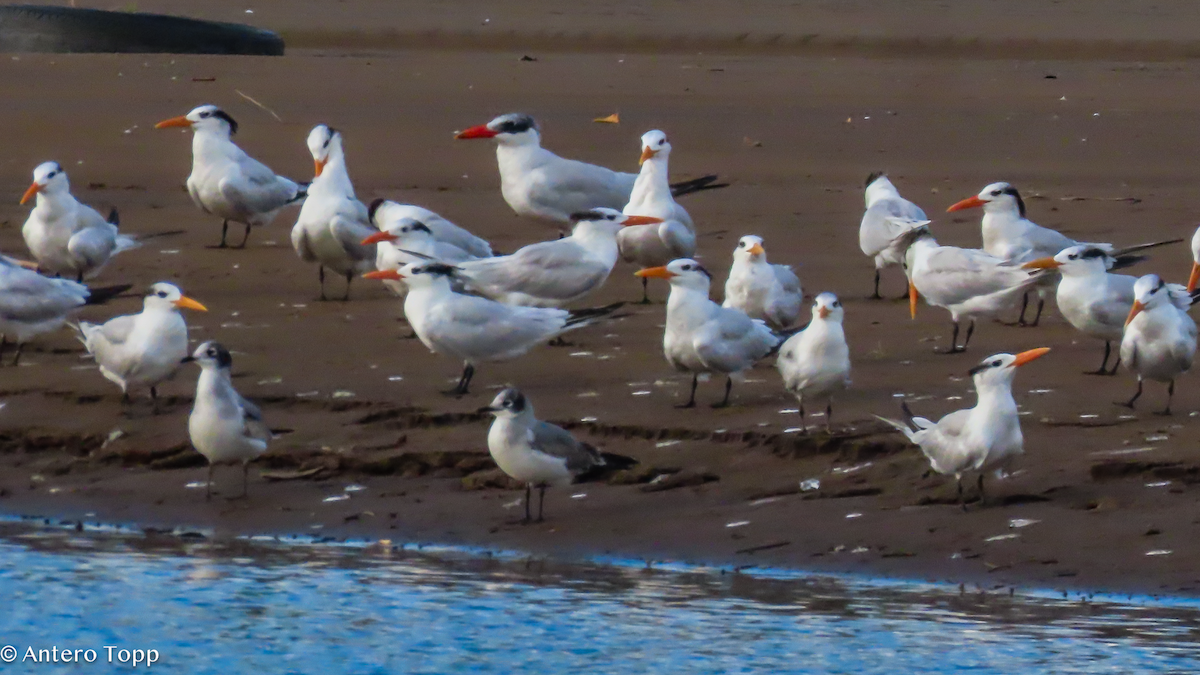 Royal Tern - ML646319203