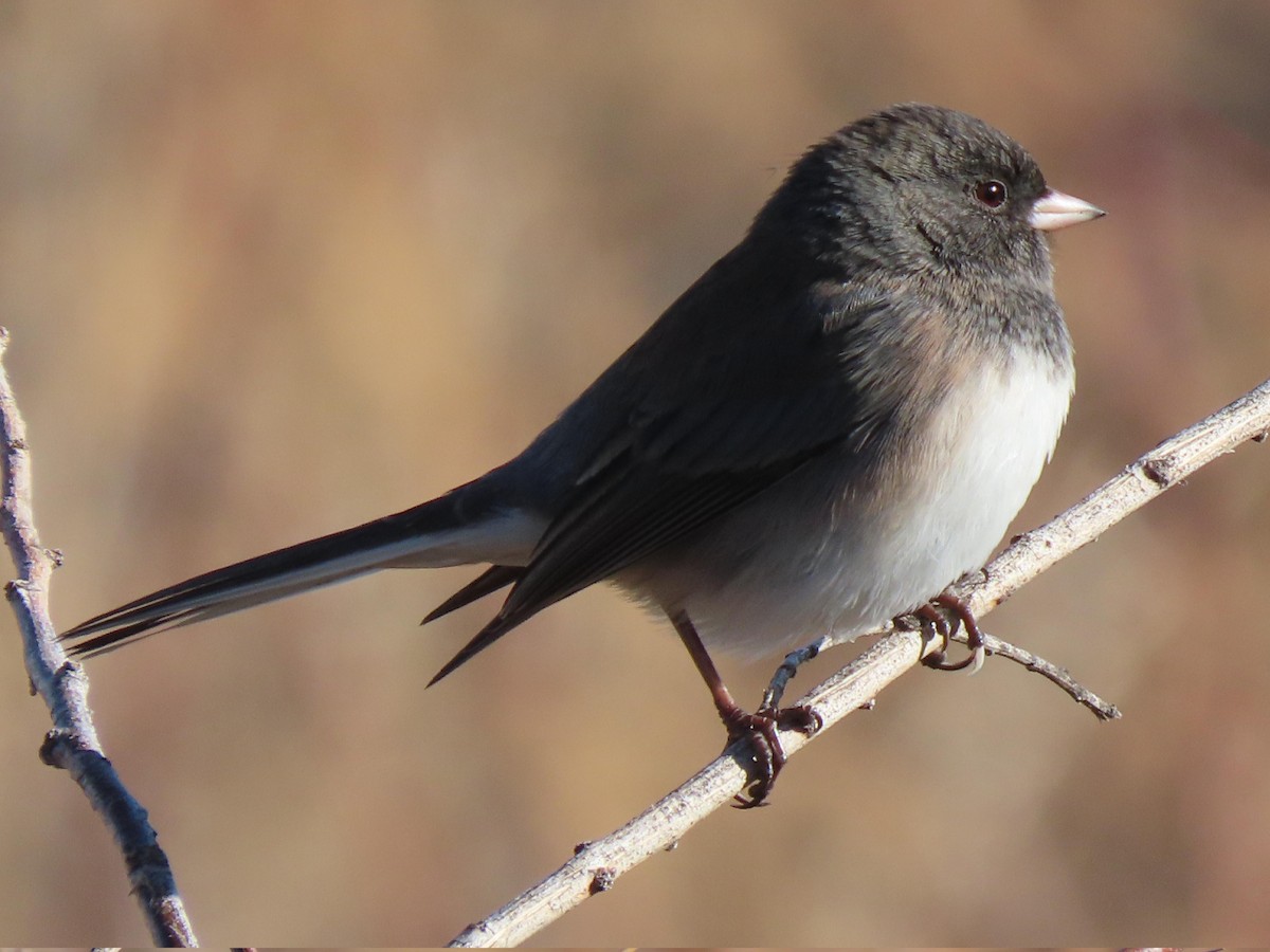 Dark-eyed Junco (Oregon) - ML646319204