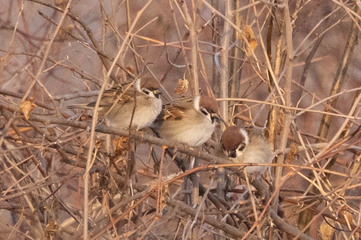 Landa-txolarrea - ML646319205