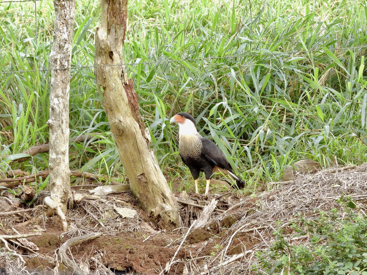Crested Caracara - ML646319206