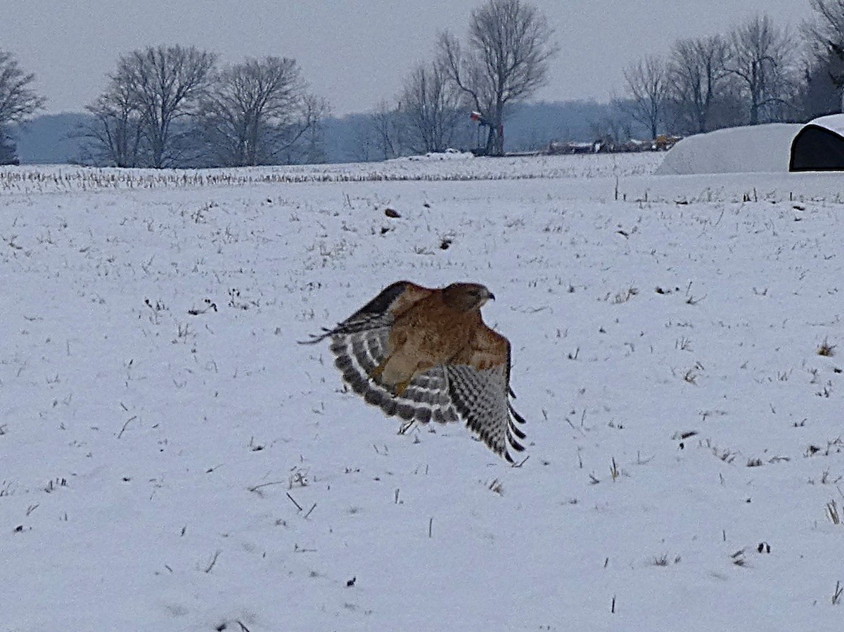 Red-shouldered Hawk - ML646319207