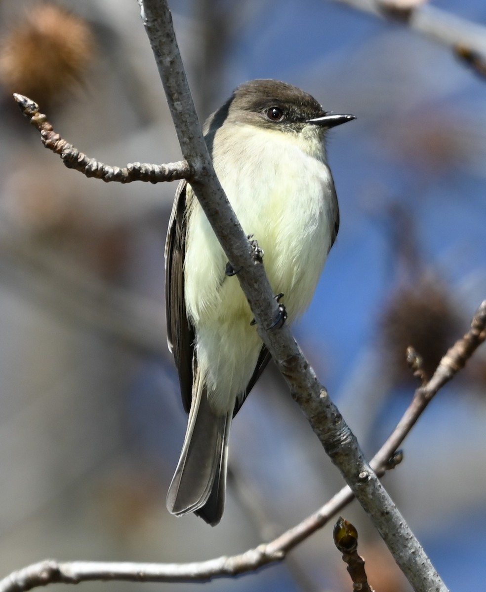 Eastern Phoebe - ML646319209