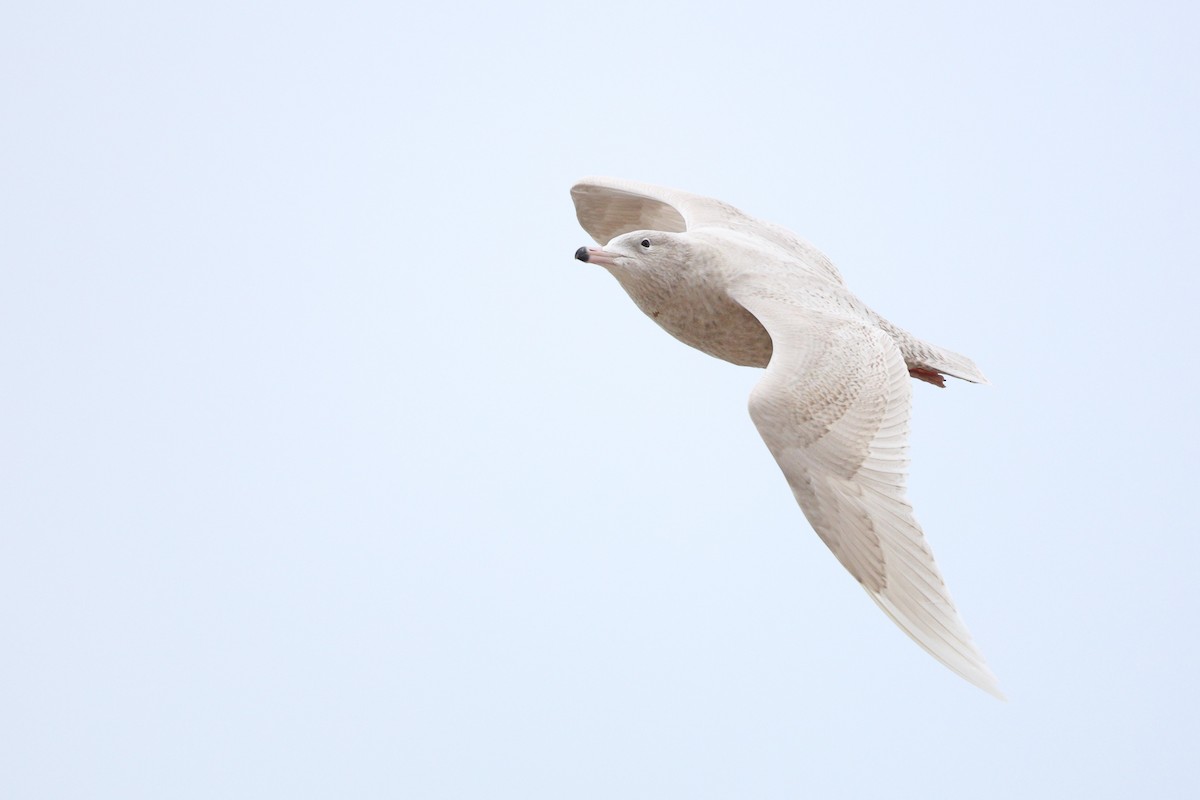 Ipar-kaioa - ML646319211