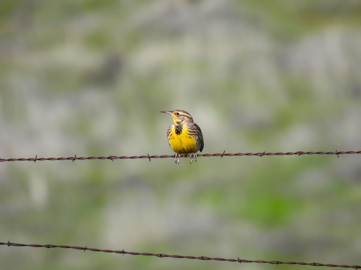 Western Meadowlark - ML646319213