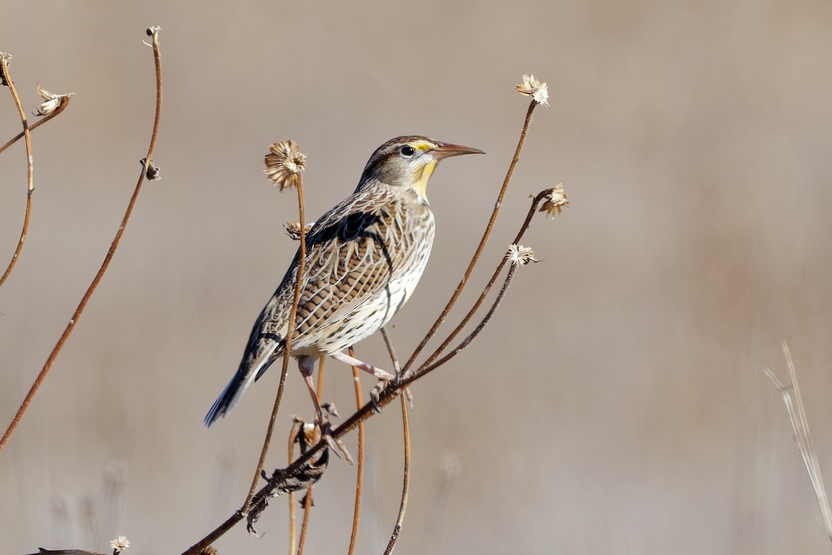 Wiesenstärling - ML646319214