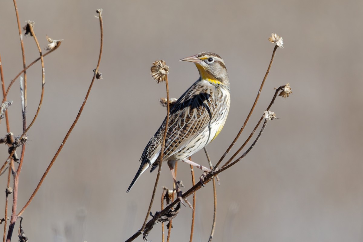 Wiesenstärling - ML646319215