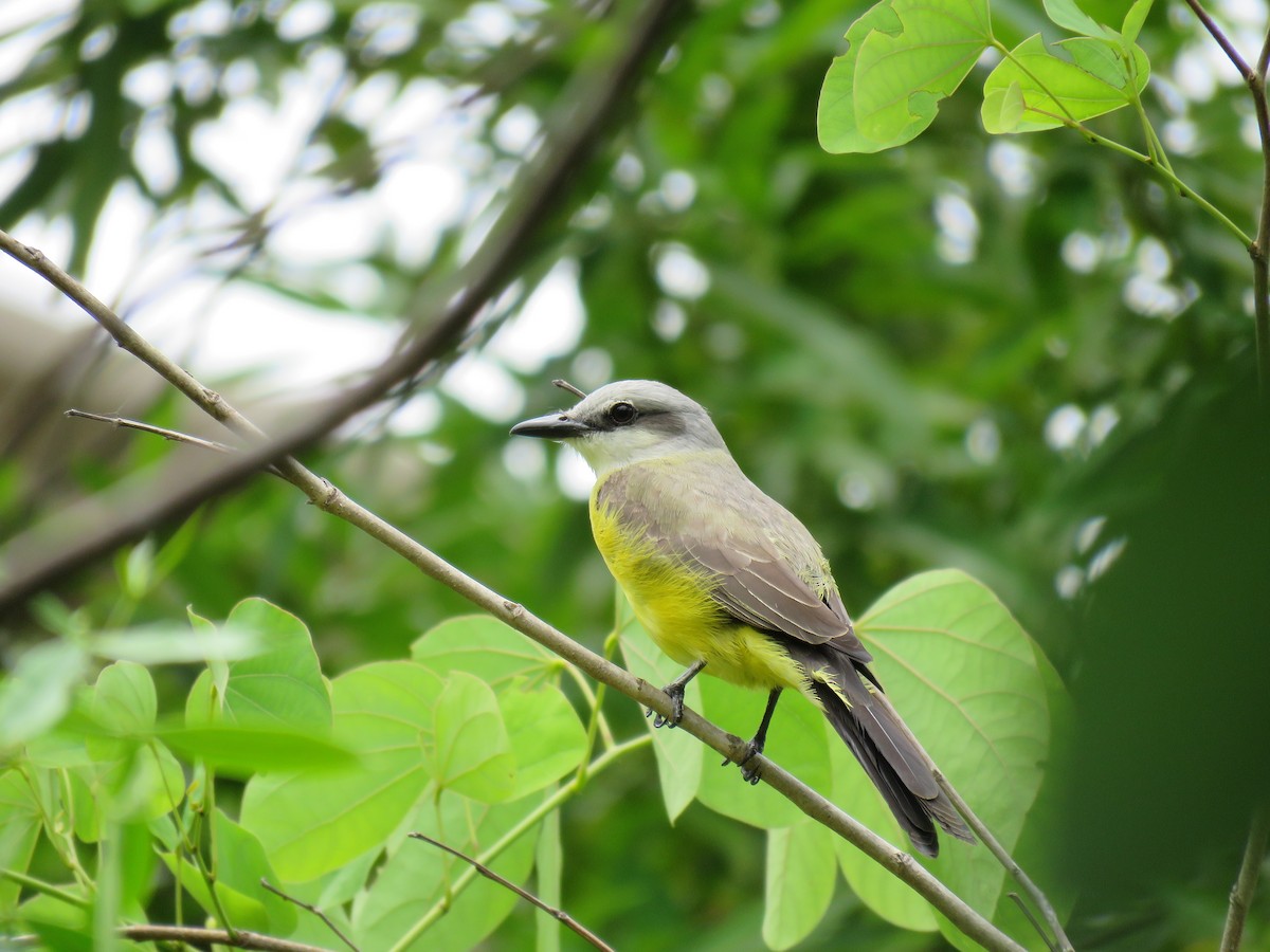 White-throated Kingbird - ML646319216